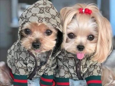 Wiggle Waggle Doggy Parlour, Dog Grooming, Bellville, Western Cape, South Africa