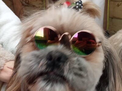 Muddypawz, Dog Groomer, Pets, Letterkenny, Co. Donegal, Ulster, Ireland