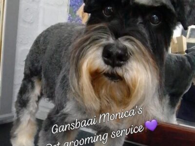 Gansbaai Monica's Pet Grooming Service, Dog Grooming, Gansbaai, Western Cape, South Africa