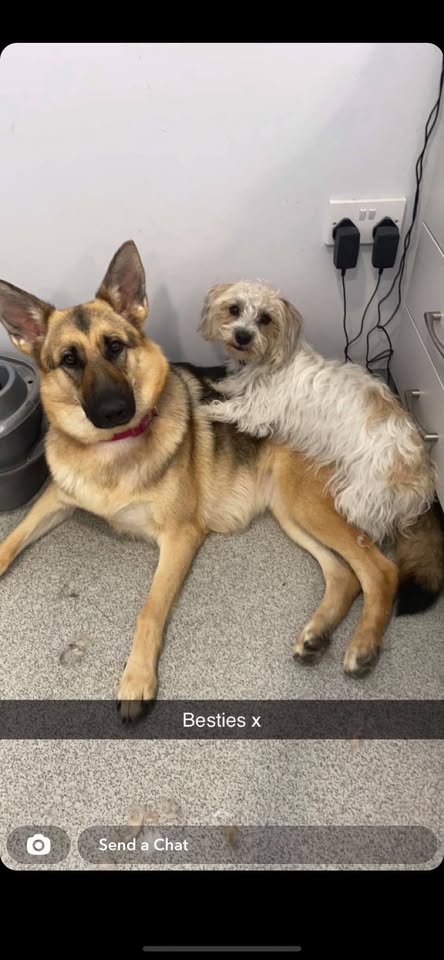 House of Dogs, Dog Grooming, Dundalk, Co Louth, Leinster, Ireland