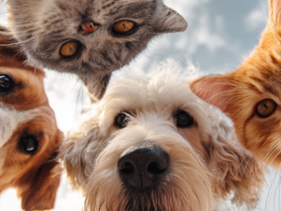 Pets Parlour, Cat and Dog Grooming, Hillcrest, Kwa-Zulu Natal, South Africa