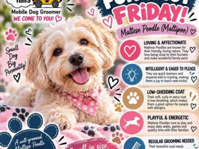 Tips and Tails, Dog Grooming, Durbanville, Western Cape, South Africa