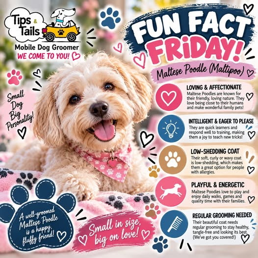 Tips and Tails, Dog Grooming, Durbanville, Western Cape, South Africa